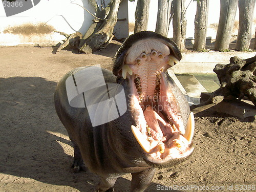 Image of hippo yawning