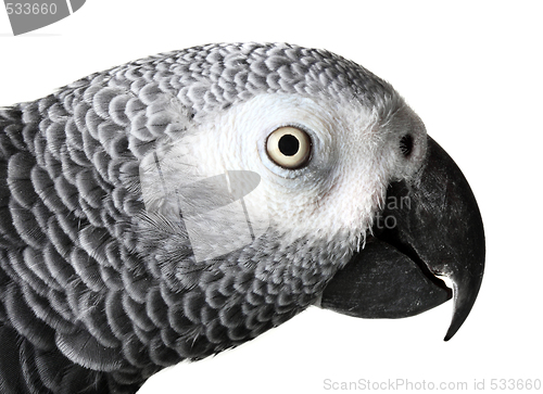 Image of African Grey Parrot isolated on white