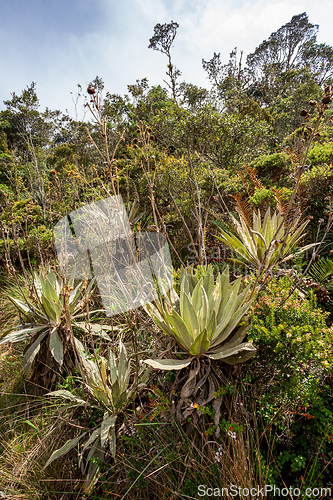 Image of Paramo Natural Reserve, Andes Mountain Range, South America. Colombia wilderness landscape.
