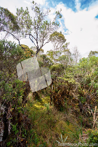 Image of Paramo Natural Reserve, Andes Mountain Range, South America. Colombia wilderness landscape.