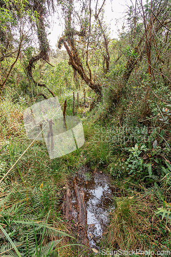 Image of Paramo Natural Reserve, Andes Mountain Range, South America. Colombia wilderness landscape.