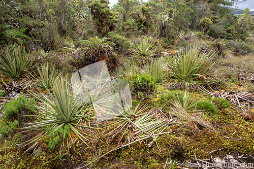 Image of Paramo Natural Reserve, Andes Mountain Range, South America. Colombia wilderness landscape.