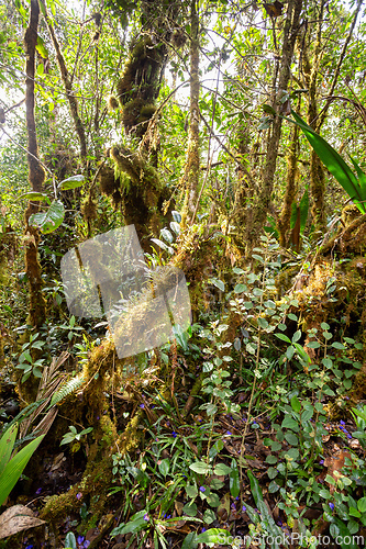 Image of Paramo Natural Reserve, Andes Mountain Range, South America. Colombia wilderness landscape.