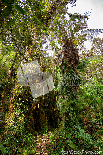 Image of Paramo Natural Reserve, Andes Mountain Range, South America. Colombia wilderness landscape.