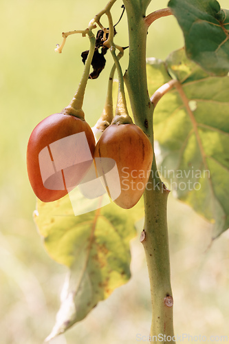 Image of Tamarillo (Solanum betaceum), tree or shrub in the flowering plant. Guasca Cundinamarca department, Colombia