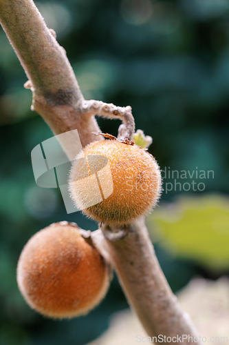 Image of Solanum quitoense, known as naranjilla, little orange and Quechua in Colombia, Guasca Cundinamarca department, Colombia