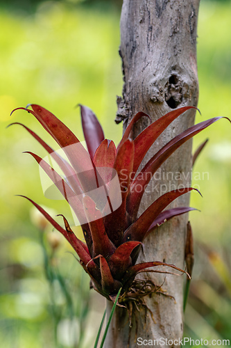 Image of Tillandsia fendleri, species of flowering plant in the family Bromeliaceae. Guasca Cundinamarca department, Colombia