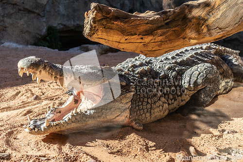 Image of Close up of scary alligator with open mouth.
