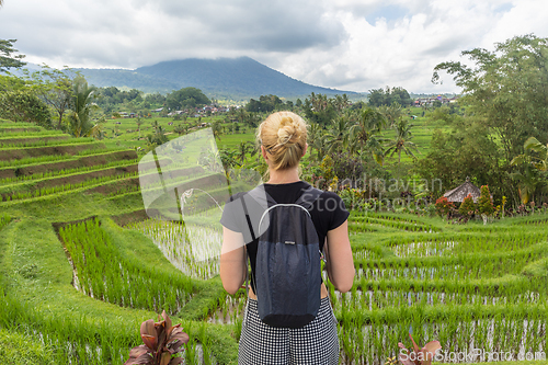 Image of Caucasian female tourist wearing small backpack looking at beautiful green rice fields and terraces of Jatiluwih on Bali island