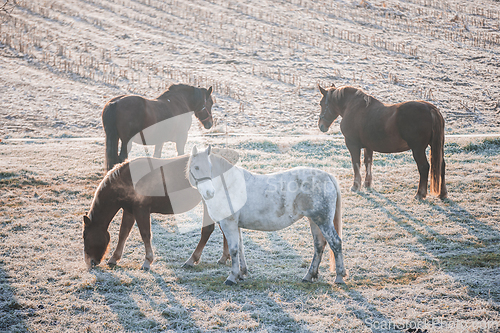 Image of Herd of horses grazing at frosty winter field on a cold winter day.
