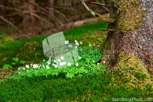 Image of Wildflowers bloom at the base of a tree surrounded by lush green
