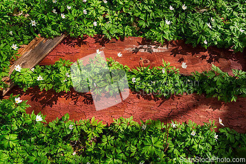 Image of Colorful green plants and white flowers grow over a weathered re