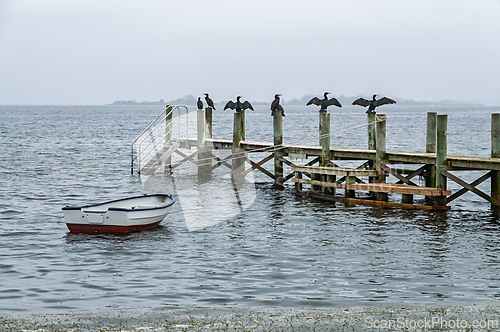 Image of Cormorants perched on a wooden pier overlooking a serene bay dur