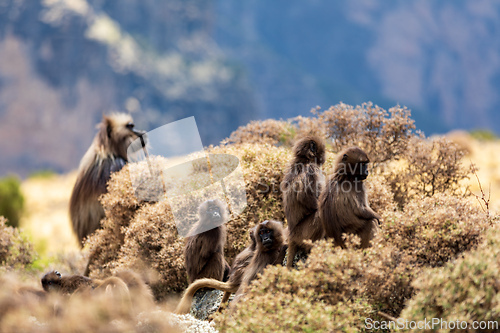 Image of Endemic Gelada, Theropithecus gelada, in Simien mountain, Ethiopia wildlife