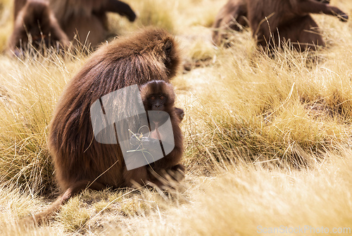 Image of Endemic Gelada, Theropithecus gelada, in Simien mountain, Ethiopia wildlife