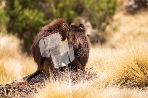 Image of Endemic Gelada, Theropithecus gelada, in Simien mountain, Ethiopia wildlife