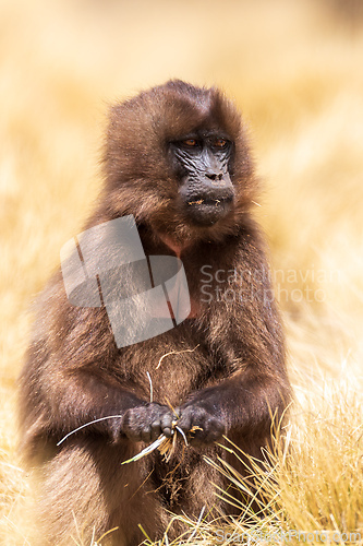 Image of Endemic Gelada, Theropithecus gelada, in Simien mountain, Ethiopia wildlife