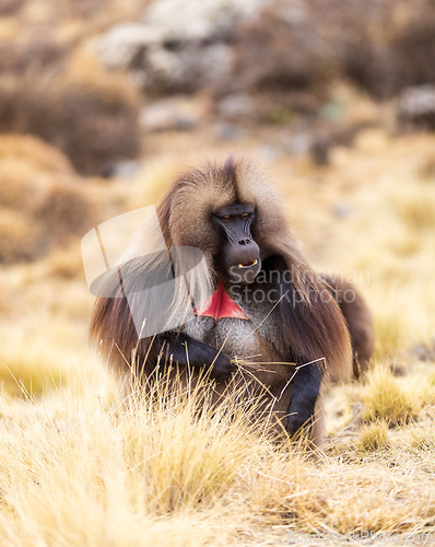 Image of Endemic Gelada, Theropithecus gelada, in Debre Libanos, Simien mountain, Ethiopia wildlife