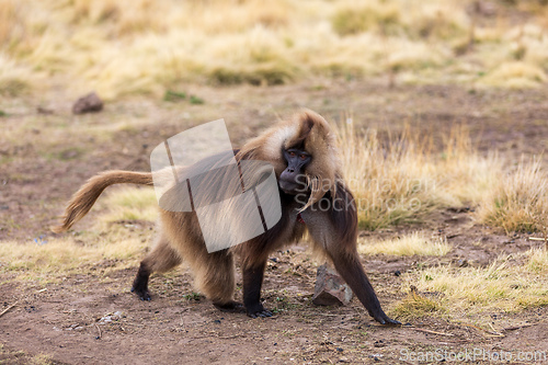 Image of Endemic Gelada, Theropithecus gelada, in Debre Libanos, Simien mountain, Ethiopia wildlife