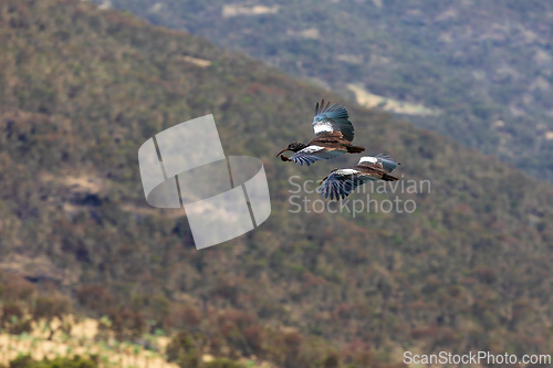 Image of Wattled ibis (Bostrychia carunculata), Simien Mountain Ethiopia Wildlife