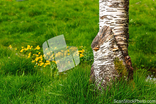 Image of Birch tree trunk stands in vibrant green grass with wildflowers 