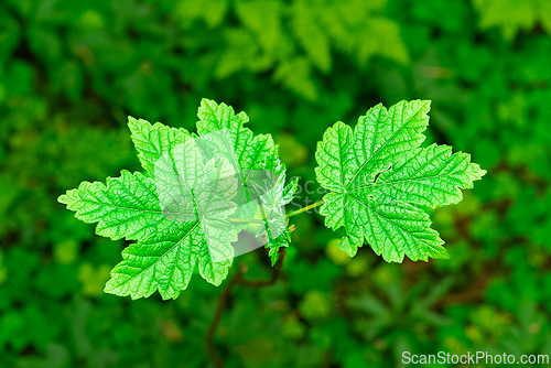 Image of Fresh green leaves with detailed texture growing in a vibrant na