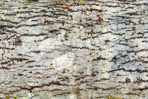 Image of Detailed texture of tree bark showcasing natural patterns and co