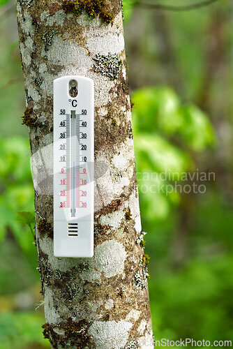 Image of Thermometer mounted on a tree trunk in a lush green forest measu
