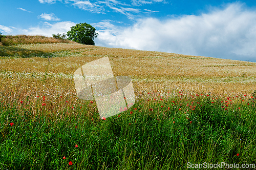 Image of Golden wheat field with vibrant wildflowers under a blue sky in 