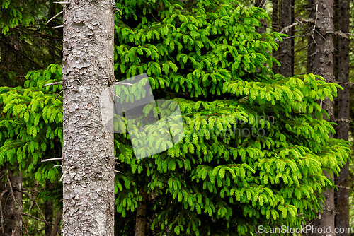 Image of Lush green evergreen trees thrive in a serene forest setting dur