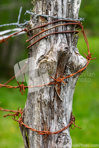 Image of Weathered wooden post intertwined with rusty barbed wire in a vi