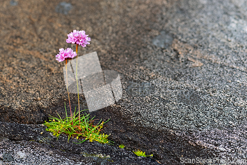 Image of Flowers bloom among rocky terrain in a resilient display of natu