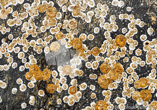 Image of Detailed view of diverse lichen growing on a rocky surface durin