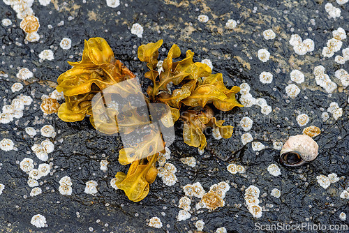 Image of Seaweed and snail shell on rocky shore showcasing coastal life a