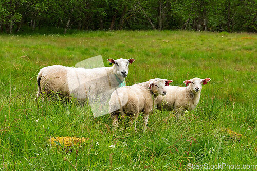 Image of Sheep grazing peacefully in a lush green meadow during a sunny a