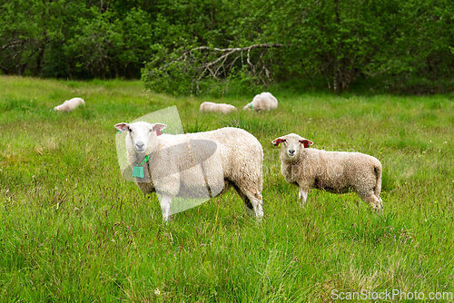 Image of Sheep grazing peacefully in a lush green meadow on a sunny after