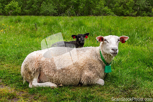 Image of Sheep and lamb resting in a green pasture during a cloudy aftern
