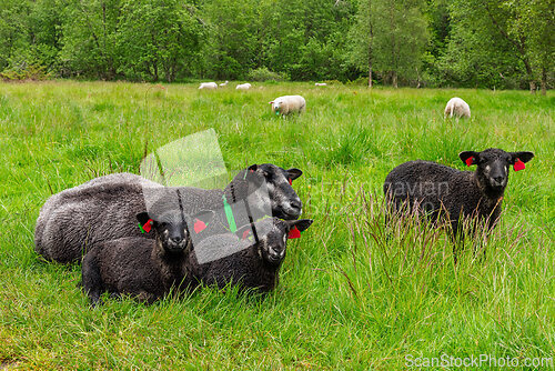 Image of Sheep graze peacefully in a lush green field during a calm sprin