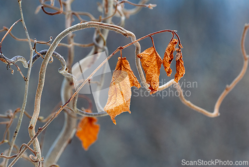 Image of Dried leaves cling to a bare branch during the winter months in 