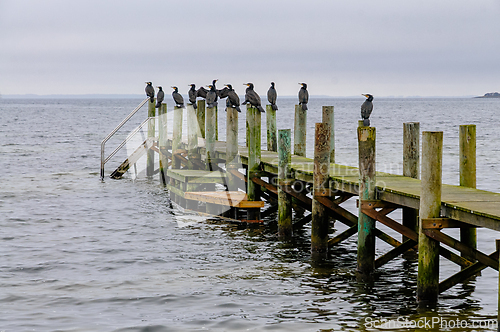 Image of Cormorants perched on wooden dock in calm waters during overcast