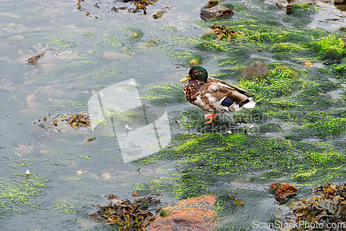 Image of Mallard duck standing on seaweed in coastal waters during overca