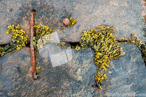 Image of Lush green moss and metal nail emerging from rocky surface in a 