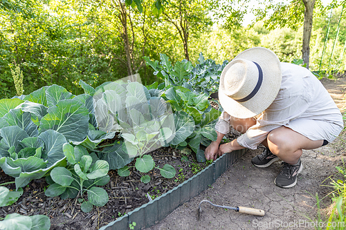 Image of Woman tending her vegetable garden