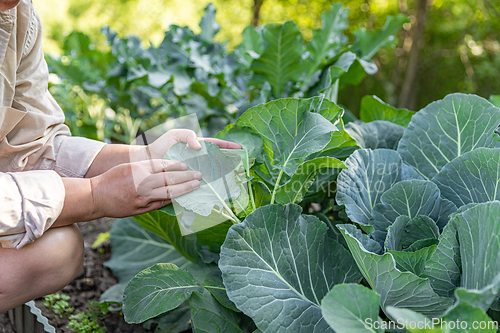 Image of Farmer examining collard