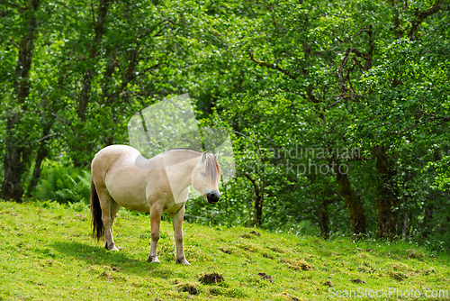 Image of Horse grazing in a lush green meadow surrounded by trees on a su