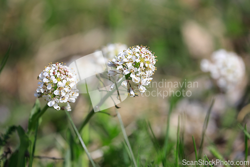 Image of Noccaea caerulescens, Alpine pennycress