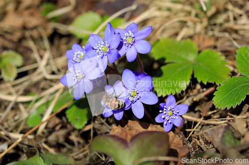 Image of Hepatica Nobilis Flowers with Honey Bee