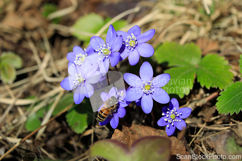Image of Hepatica nobilis Flowers with Apis mellifera Honey Bee