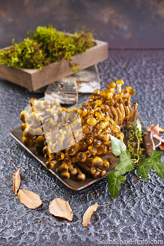 Image of beautiful autumn honey fungus, raw mushrooms