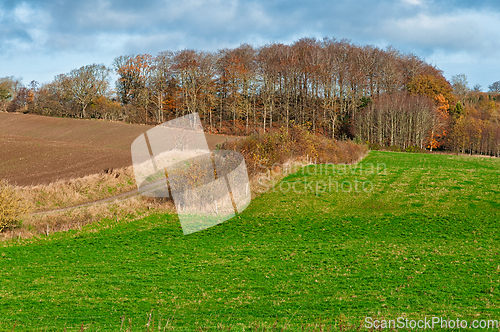 Image of Vibrant green fields contrast with autumn foliage in a rural lan